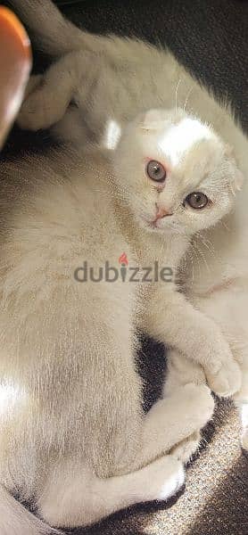 Scottish fold male cat 1