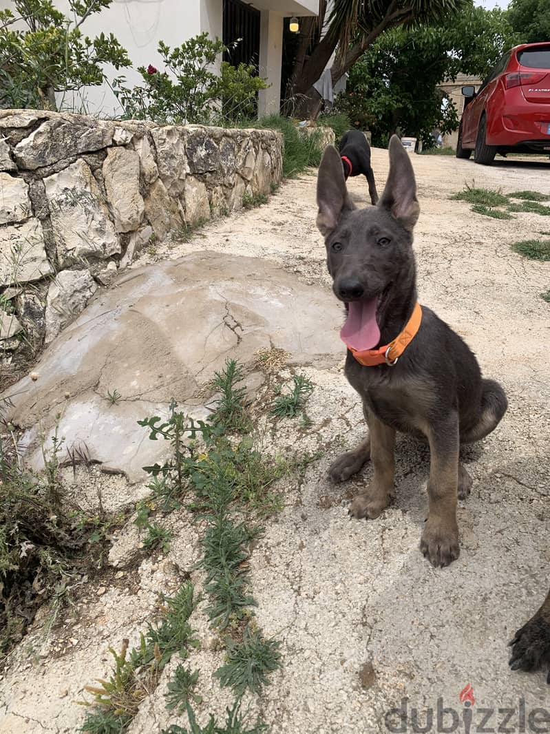 Female malinios 3 month gray color full energy perfect blood 1