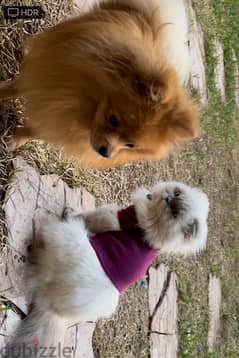 Pomeranian dog and scottish fold cat