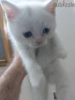 Angora turkish kitten 0