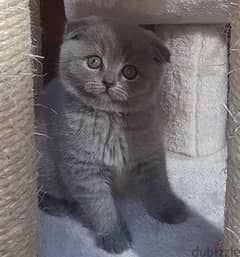 Scottish Fold Kitten Grey 0