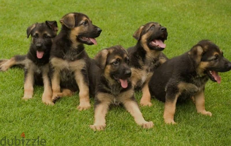 German shepherd puppies 1