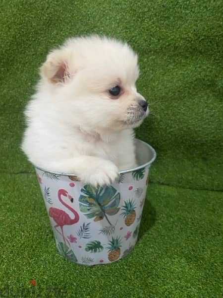 Pomeranian tea cup 5