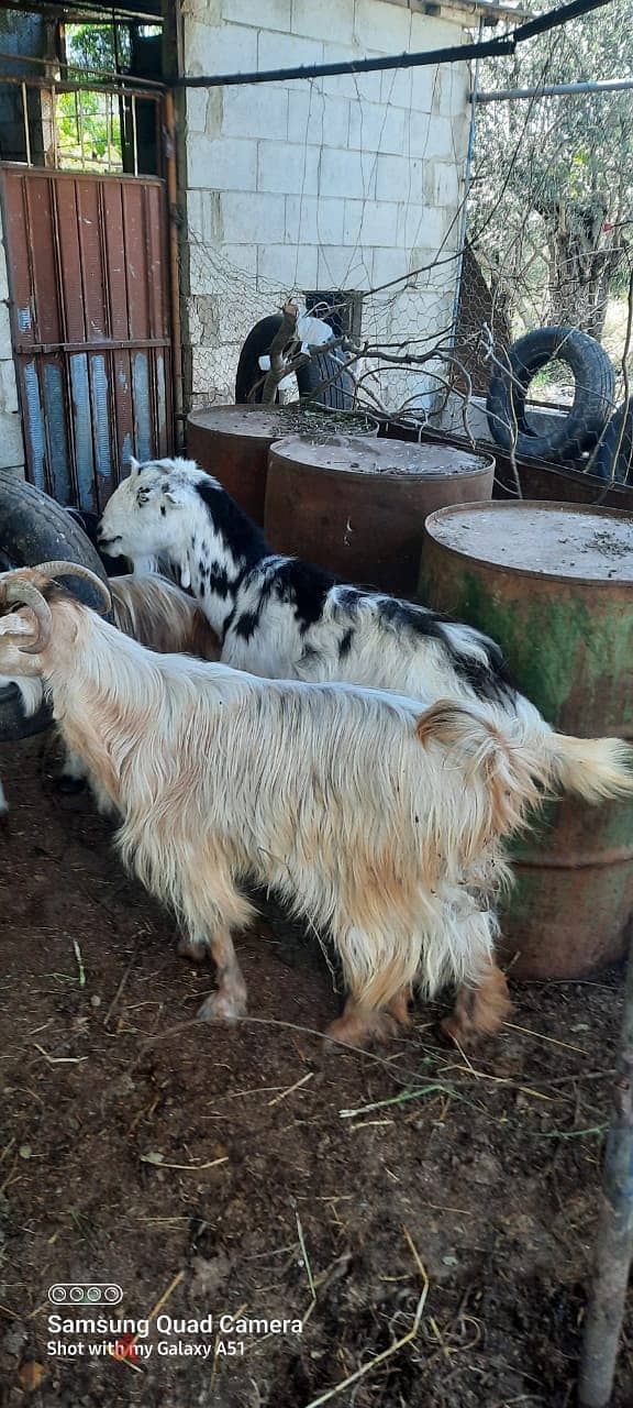 Goats (بلدي،سويسري،شامي،البين)ماعز 5