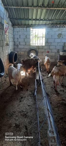 Goats (بلدي،سويسري،شامي،البين)ماعز 9