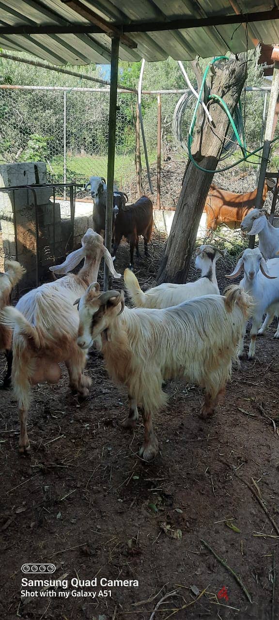 Goats (بلدي،سويسري،شامي،البين)ماعز 12