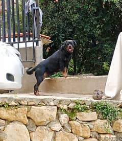 rottweile male and female 0