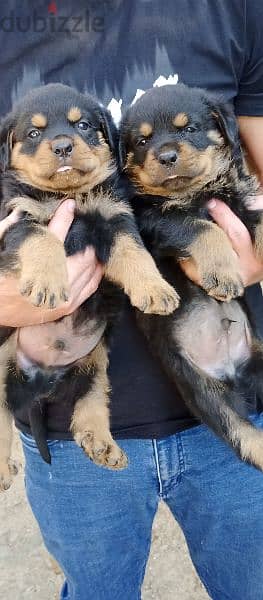 rottweile male and female 1