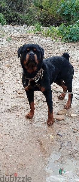 rottweile male and female 2
