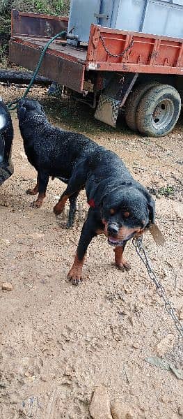 rottweile male and female 3