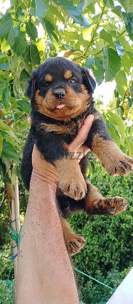 rottweile male and female 4