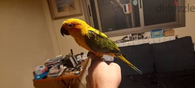 Friendly Tamed Sun Conure Parrot ببغاء سان كونيور