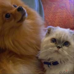 Pomeranian dog and scottish fold cat