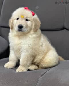 golden and bichon puppies pure