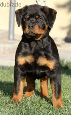 rottweiler puppies available 79109936