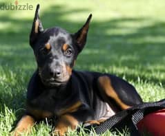 Doberman puppies available 79109936 0