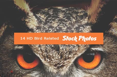 14 Bird Images