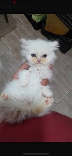 lovly  kitten persian britsh