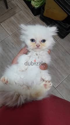 persian kitten british
