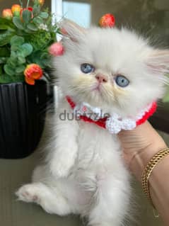 Persian cat piky face 0