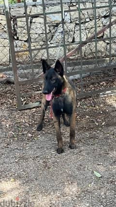 3 females malinoiss for sale 0