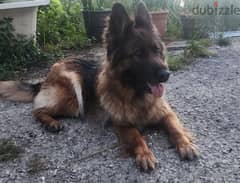 pure berger  allemand for adoption