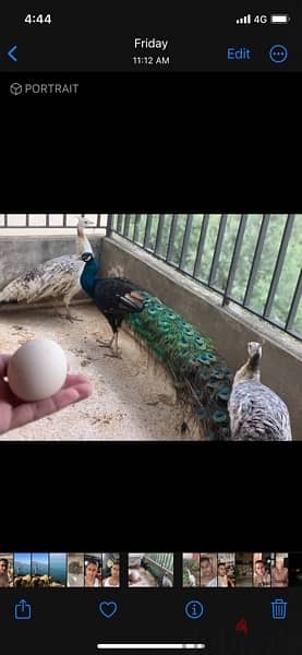 طقم طاووس و موجود بيض منن 2