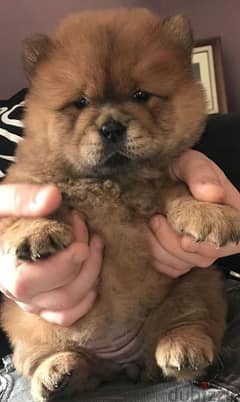 chowchow offer
