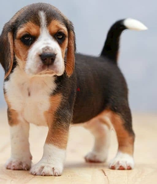 beagle puppies on offer 0