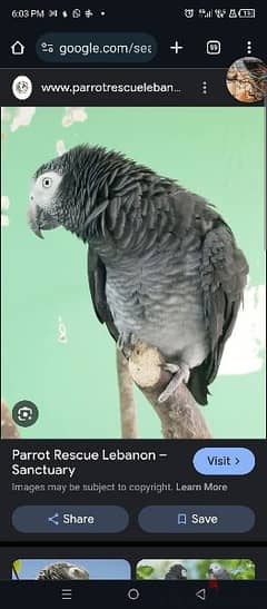 african grey parrot