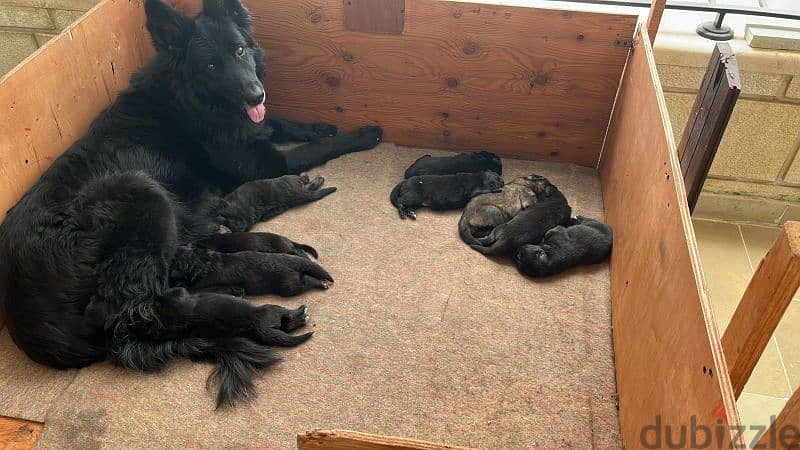 Special German Shepherd puppies. Ready for new home on 28June 1
