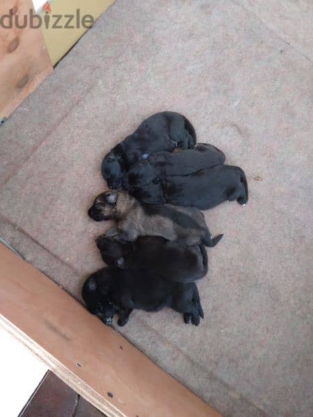 Special German Shepherd puppies. Ready for new home on 28June 4