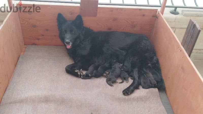 Special German Shepherd puppies. Ready for new home on 28June 2