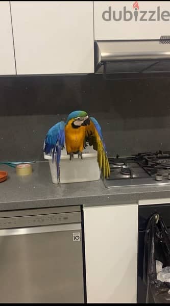 Baby Blue & Gold macaw 1