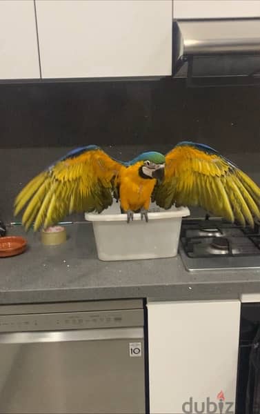 Baby Blue & Gold macaw 2