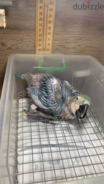 Baby Blue & Gold macaw 6