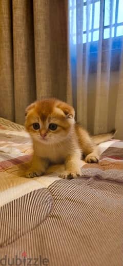kitten golden chinchilla 0