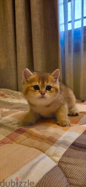 kitten golden chinchilla 5