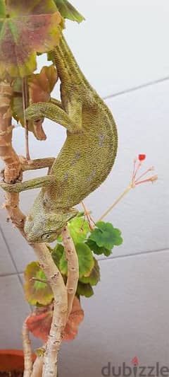 chameleon حرباء م. ط. ل. و. ب 0