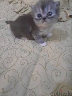 3 kittens Persian for sale