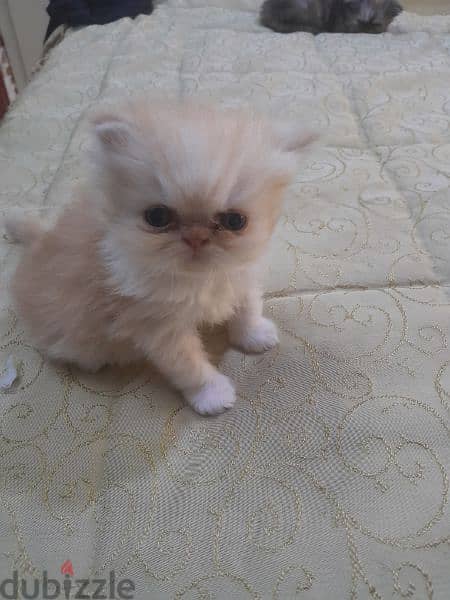 3 kittens Persian for sale 1
