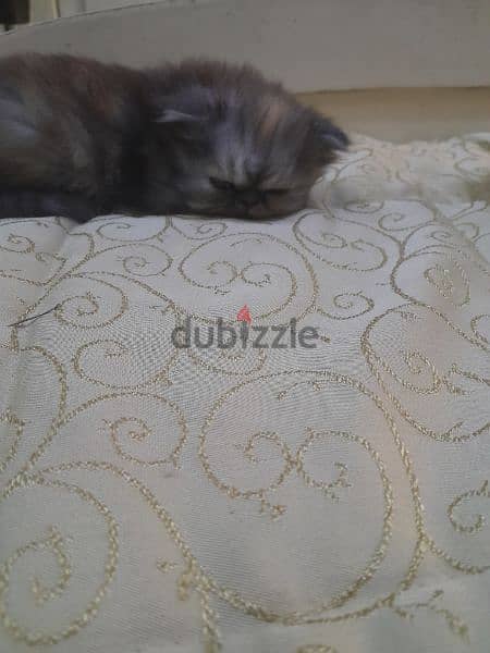 3 kittens Persian for sale 2