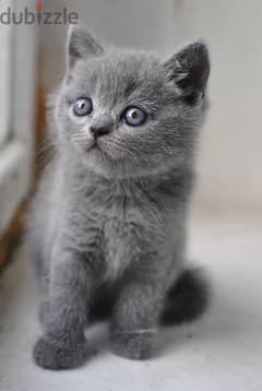 British Shorthair Kitten Grey DELIVERY 0