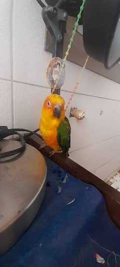Friendly Tamed Sun Conure Parrot ببغاء صن كونيور