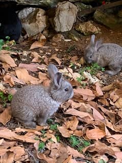 fluffy rabbits 2 months
