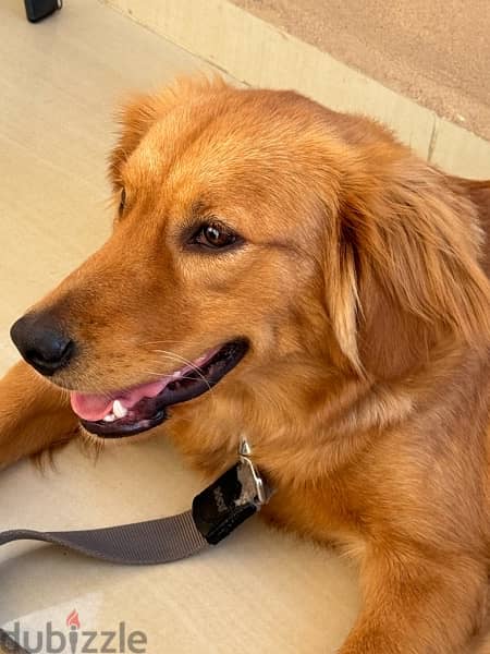 Golden Retriever - 1 Year - Vaccinated -potty trained+basic commands 1