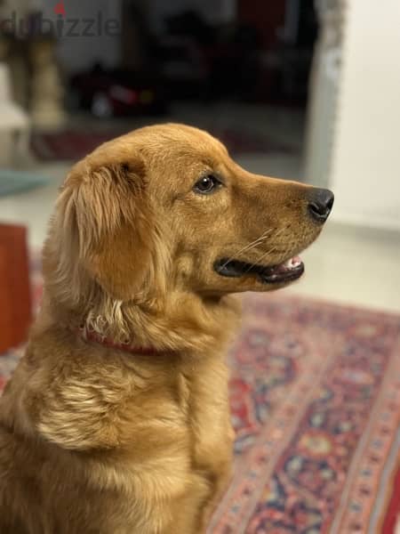 Golden Retriever - 1 Year - Vaccinated -potty trained+basic commands 2