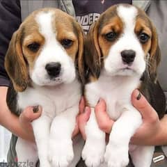 beagle mini