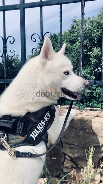 للزواج مش للبيع! . . Looking for a female siberian husky for mating