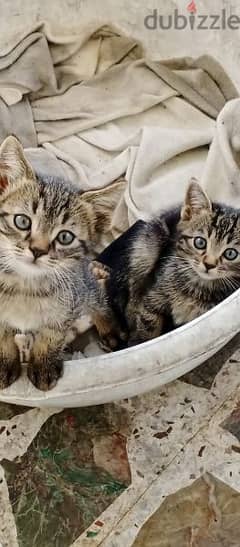 FREE Kittens for Adoption (للتبني)